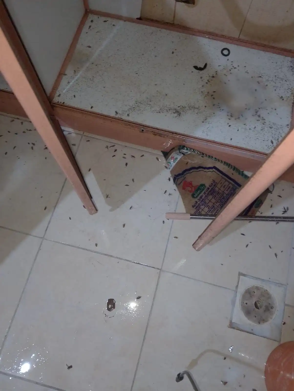 أسعار مكافحة الحشرات برابغ